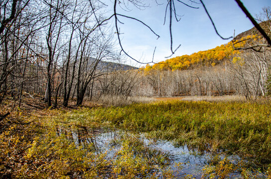 Autumn Marsh At Katahdin Woods And Waters National Monument