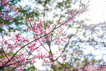 桜