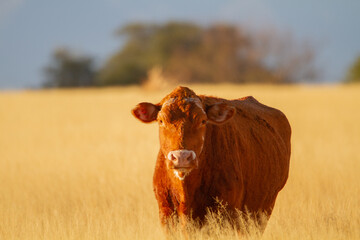 Large cow takes a break from grazing in beautiful golden field at sunrise to look at the camera. 