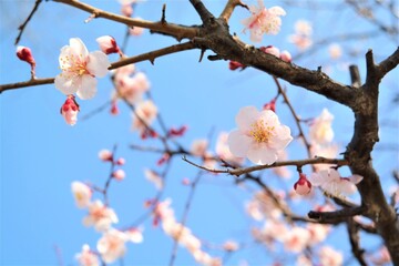 Cherry blossom in Busan, Korea with a blue sky in the background