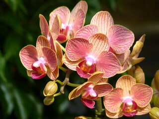 Obraz na płótnie Canvas Close-up Of Pink Orchids