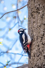 Little woodpecker sits on a tree trunk. The great spotted woodpecker, Dendrocopos major