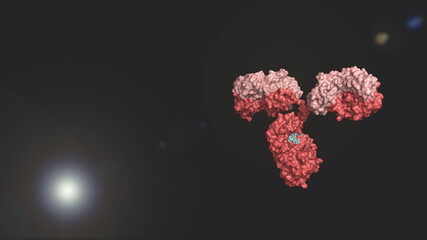 Antibody colored by heavy and light chains against black background; glycosylated immunoglobulin in pink