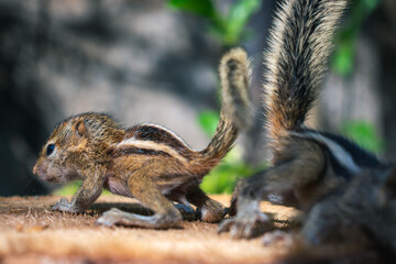 Cute and orphan squirrel baby siblings wander on top of a cut-down tree. Caring and looking after the small brother, the concept of the family stays together, keep back against the back of the other.