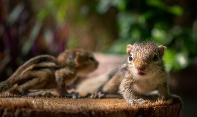 Cute and orphan squirrel baby siblings wander on top of a cut-down tree trunk. The concept of the...