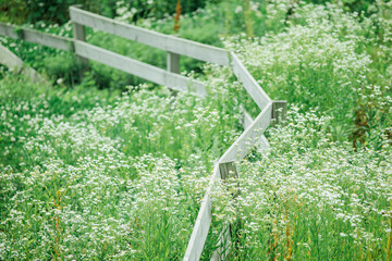 grass in a garden