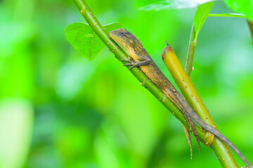 Green lizard climbing plants in the morning