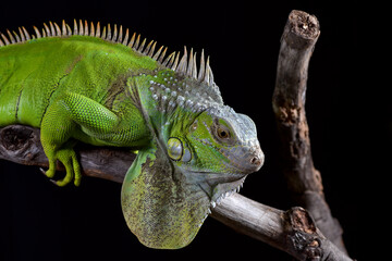 The green iguana in black background
