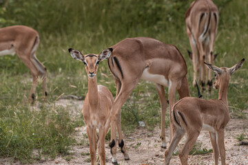Naklejka na ściany i meble Herd of African impala with baby staring at the camera