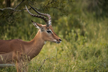 Naklejka na ściany i meble Close up side view of African impala in the wild