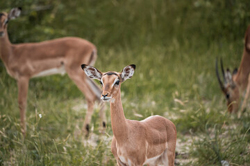 Young African impala staring left