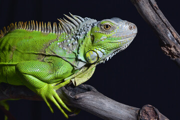 The green iguana in black background