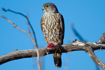 A Merlin Falcon perches on a branch with a fresh kill.
