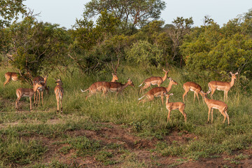 Herd of African impala in the bush on game drive with afternoon sunlight