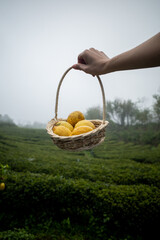 Holding lemon basket in mountain - Stock Photo