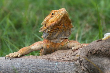 The bearded dragon lizard on the grass