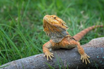 The bearded dragon lizard on the grass