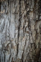Bark of tree texture - Stock Photo