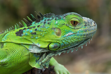 Close up photo of the green iguana