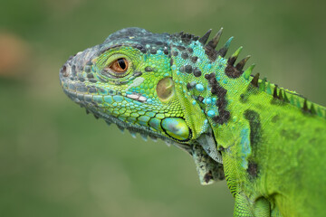 Close up photo of the green iguana