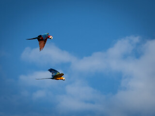 Fototapeta na wymiar Beautiful macaw (Blue and Yellow Macaw) flies freely in the blue sky.