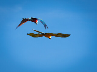 Beautiful macaw (Blue and Yellow Macaw) flies freely in the blue sky.
