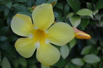 yellow frangipani flower