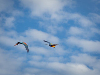 Beautiful macaw (Blue and Yellow Macaw) flies freely in the blue sky.