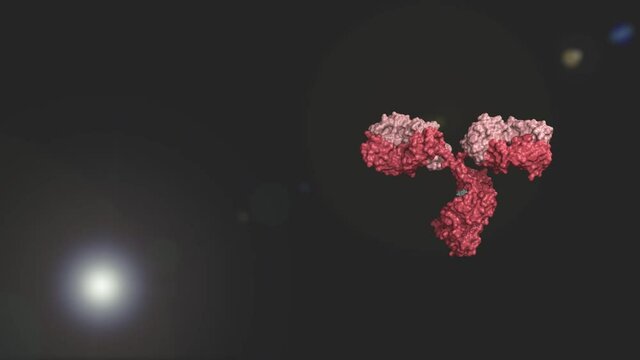 Antibody colored by heavy and light chains against black background; glycosylated immunoglobulin in pink rotating on the y-axis two revolutions