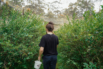 Man blueberry picking