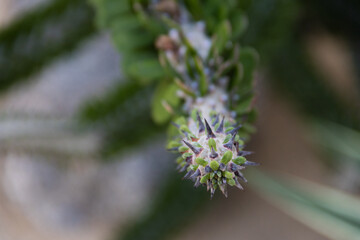 Suculenta en el vivero de Chapultepec
