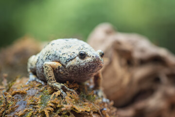 The smooth-fingered narrow-mouthed frog In the moss