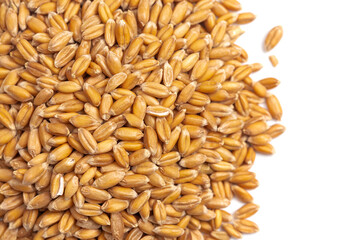 A Pile of Spelt Grain Isolated on a White Background