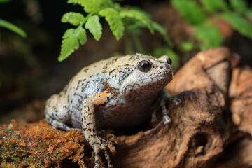 The smooth-fingered narrow-mouthed frog In the moss