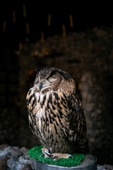 Close-Up of owl - Stock Photo