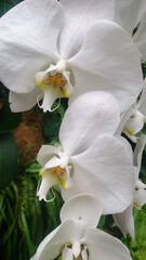 Flowers of graceful white orchids, close-up. Delicate curved petals, yellow center. The background is green leaves.