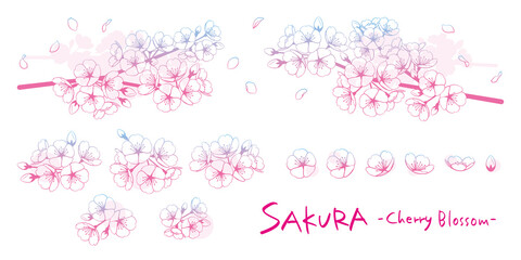 桜のイラストパーツ素材セット　線画グラデーション © hoshisei