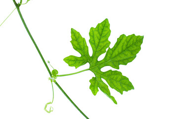 Bitter melon or bitter gourd leaf isolated on white background. Clipping path. 