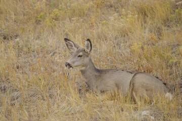 Deer bedded in grass