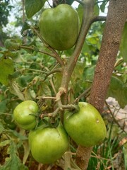 Green tomatoes. fresh green tomatoes in the home garden. Bunch of big green tomatoes on a bush