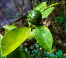 lime on tree
