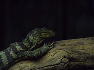 Striped Lizard on a branch