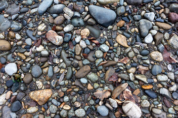 A shallow river, a rocky bottom with a dry riverbed against the background of autumn weather in nature and small pebbles.