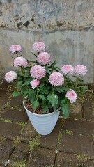 pink flowers
