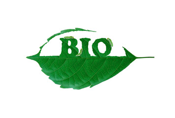 BIO leaf with Leaf-eating worm. Green natural clean energy for save the earth and environment green natural ecology.