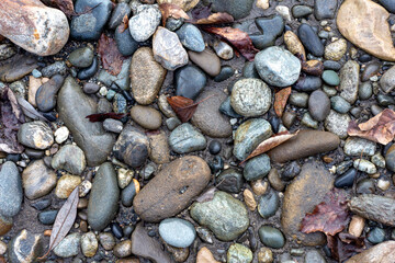 A shallow river, a rocky bottom with a dry riverbed against the background of autumn weather in nature and small pebbles.