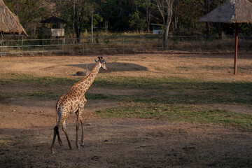 Naklejka na ściany i meble Long eck and tall wildlife cute giraffe live in open area safari zoo park for travel attraction.