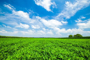  Peanut Field, Peanut plantation fields.