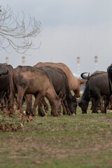 Asian water buffalo in Thailand