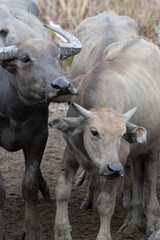Asian water buffalo in Thailand